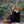 mini profile avatar