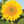 mini profile avatar