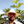 mini profile avatar