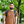 mini profile avatar