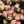 mini profile avatar
