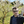 mini profile avatar