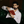 mini profile avatar
