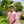 mini profile avatar