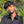 mini profile avatar