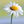 mini profile avatar