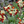 mini profile avatar
