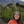 mini profile avatar